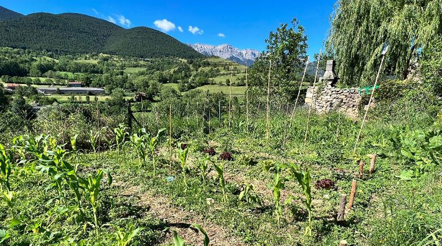 Un dels horts que conreen col·laboradors de Llavors del Cadí, a Montellà (RàdioSeu)