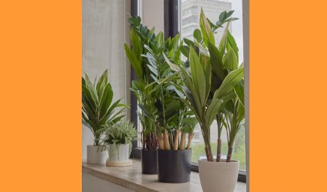Una varietat de plantes artificials