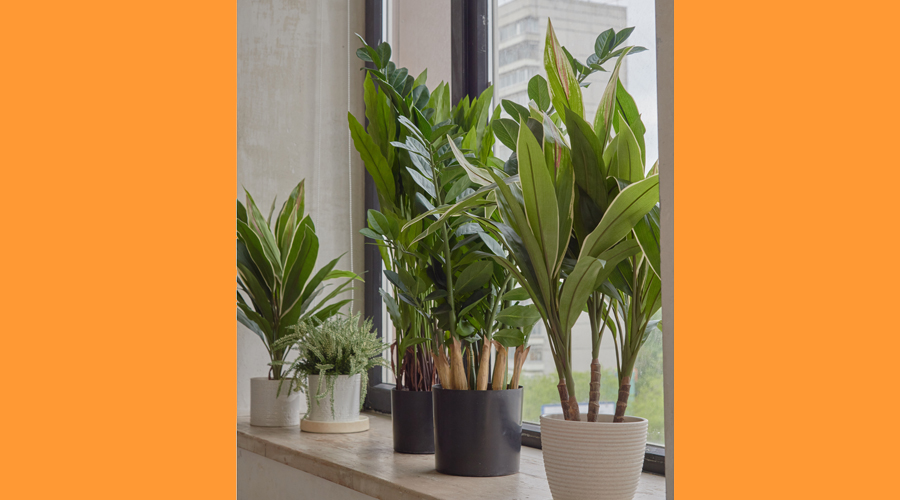 Una varietat de plantes artificials (AMIC)