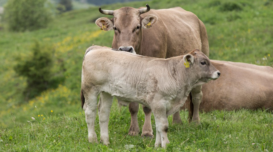 Exemplars de raça Bruna d'Andorra (Natàlia Montané / Ramaders d'Andorra)
