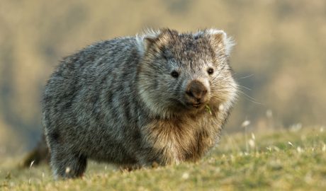 Un exemplar d'uombat