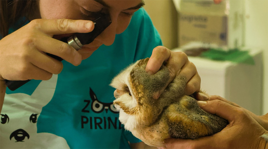 La veterinària inspecciona el mascle d'òliba que participarà en el projecte de cria (Zoo del Pirineu)