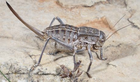 Un exemplar de somereta de Sánchez-Gómez