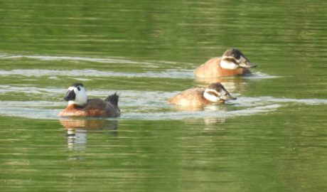 Tres exemplars d'ànec capblanc