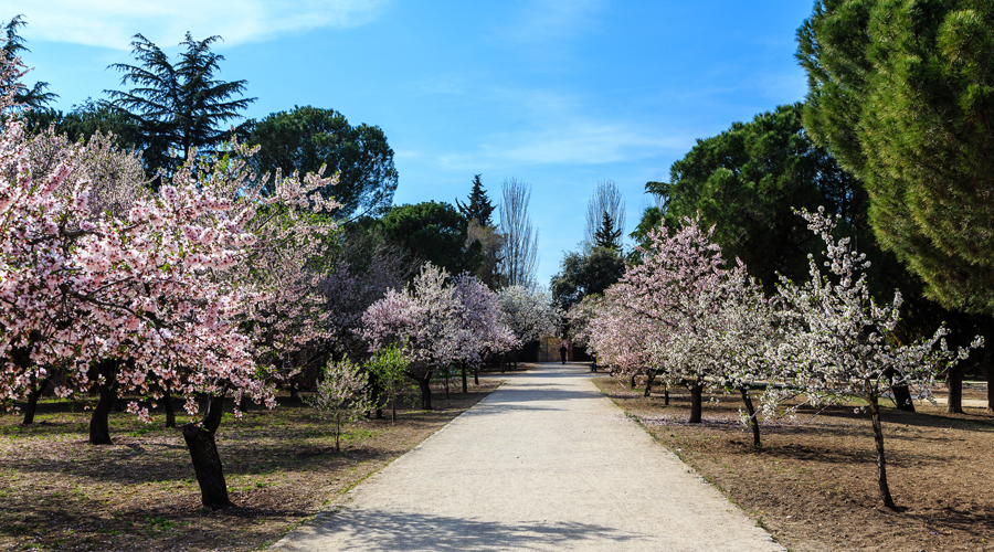 Arbres florits durant la primavera (Getty images)