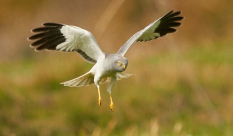 Un exemplar d'arpella pàl·lida