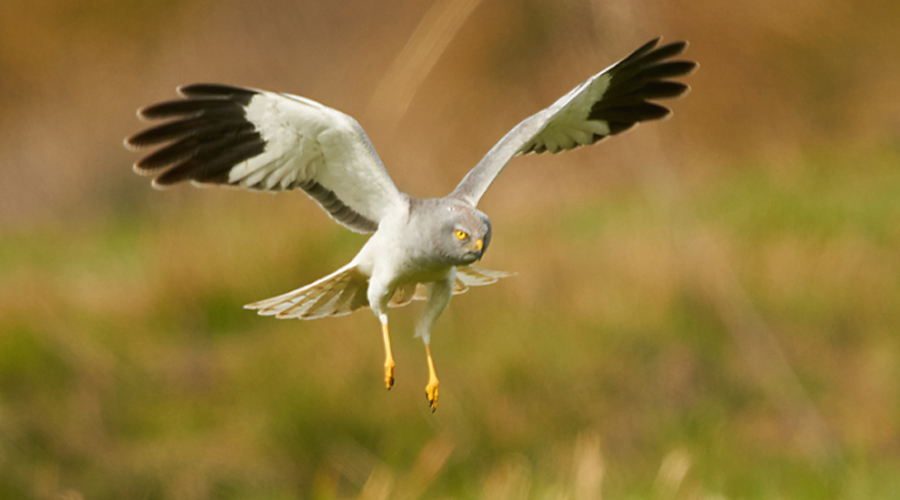 Un exemplar d'arpella pàl·lida (Gencat.cat)