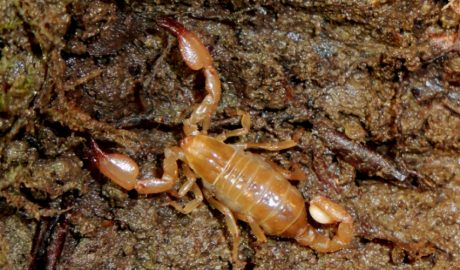 Un exemplar d'escorpí cec