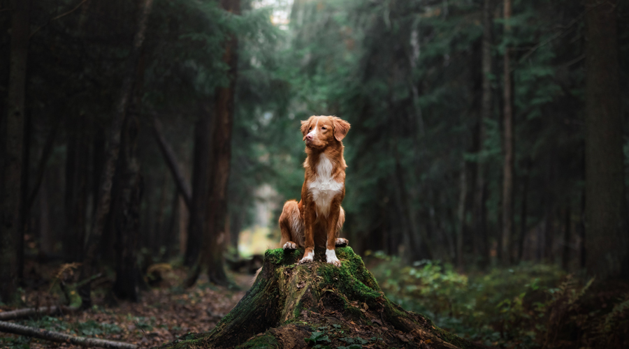 Un gos en un bosc (AMIC)