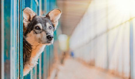 Un gos en una gossera en espera de ser adoptat