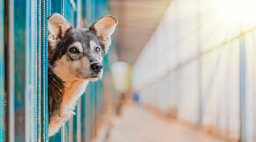 Un gos en una gossera en espera de ser adoptat (AMIC)