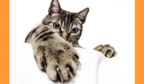 Un gat amb les ungles força llargues