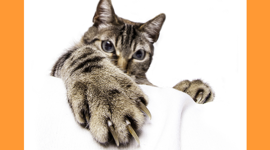 Un gat amb les ungles força llargues (AMIC)