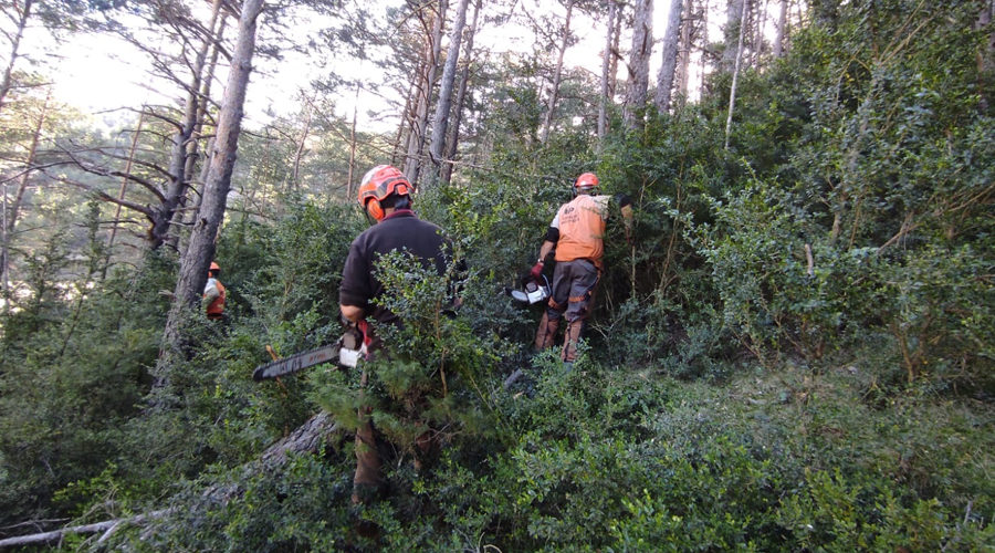 Uns operaris desbrossant amb motosserres (Integra Pirineus)