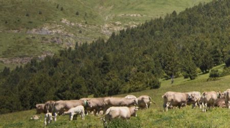 Vaques pasturant a la muntanya