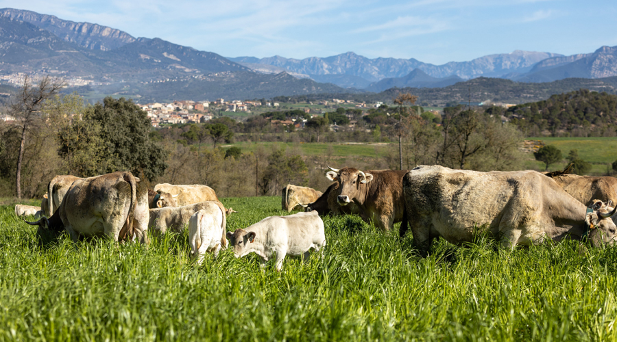 Vaques de raça bruna del Pirineu (RàdioSeu)