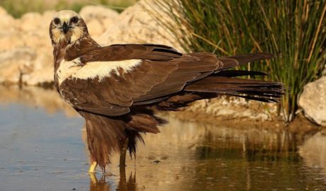 Un exemplar d'arpella comuna