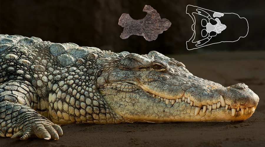 A la part superior es mostra el fragment del crani fòssil de l’exemplar de Suterranya-Mina de lignit. Al costat, a la dreta, la ubicació del fòssil al crani (vista dorsal). En primer pla, cocodril marí (Crocodylus porosus) actual a la sorra (Foto: Pexels