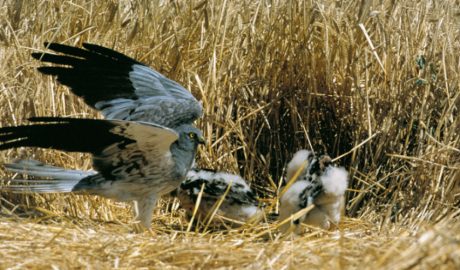 Una arpella o esparver cendrós
