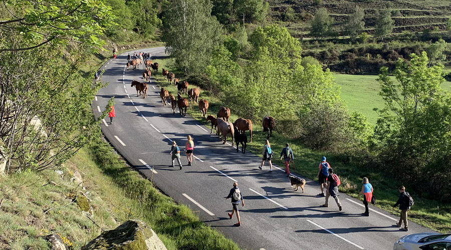 Festa de la Transhumància a Llívia (Foto: Ajuntament de Llívia)