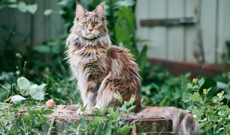 Un gat en una posició majestuosa