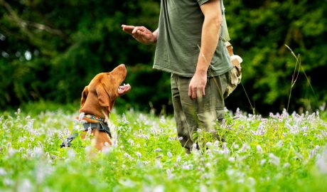 Un gos obeint a una persona