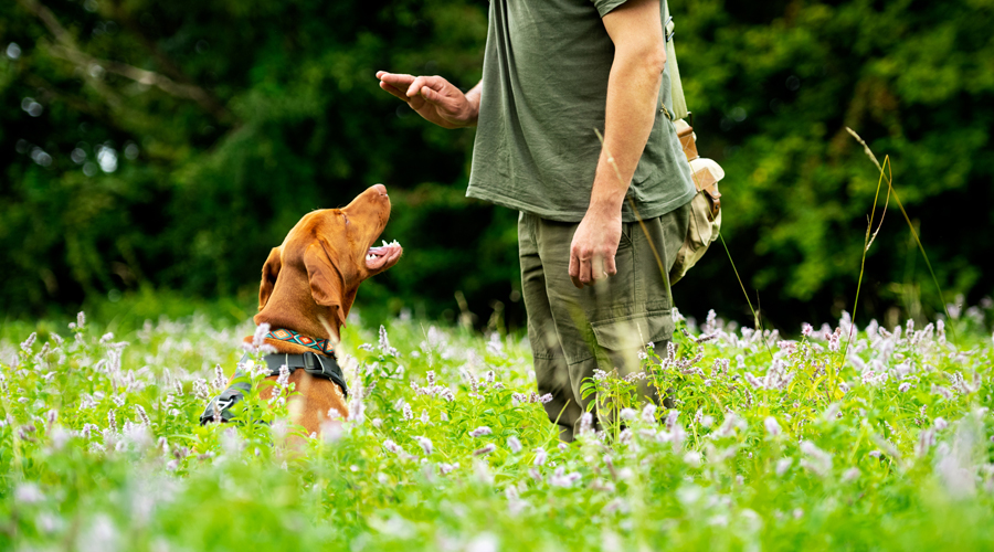 Un gos obeint a una persona (AMIC)