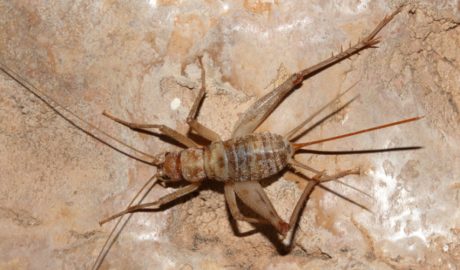 Un exemplar femella de grill de cova dels Ports