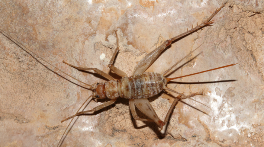 Un exemplar femella de grill de cova dels Ports (Gencat.cat)