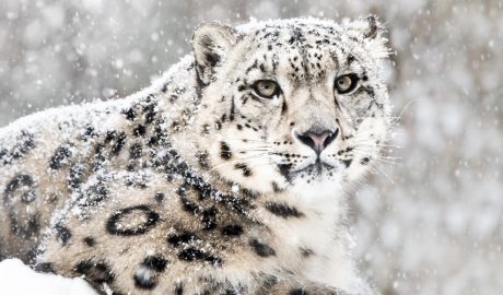 Un exemplar de lleopard de les neus