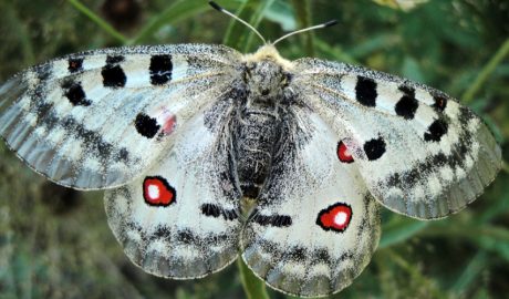 Un exemplar de papallona Apol·lo