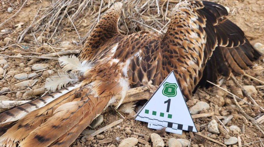 Un cadàver de milà reial (Agents Rurals)