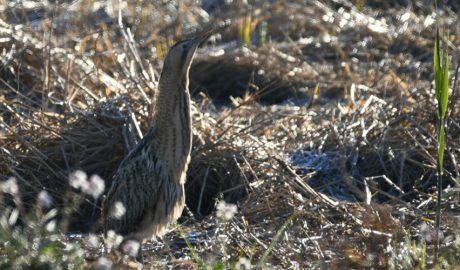 Un exemplar de bitó comú