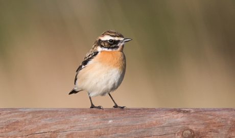 Un exemplar de bitxac rogenc