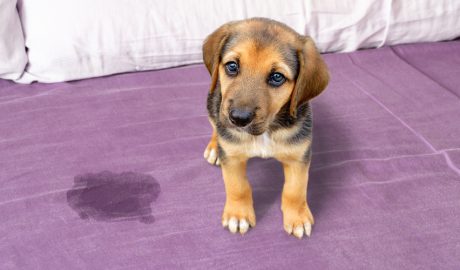 Un cadell de gos que ha fet pipí