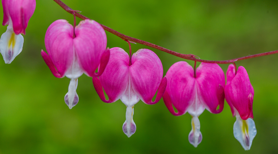 Flor cor sagnant (Getty images)
