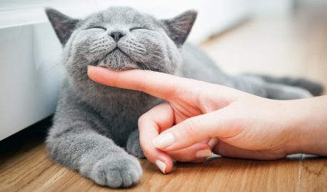 Un gat acaronat per la seva mestressa