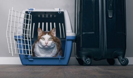 Un gat dins de la seva gàbia de transport