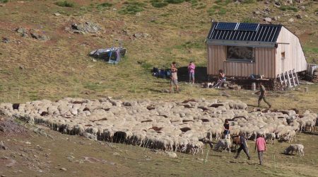 Foto d'un reagrupament de bestiar a la muntanya