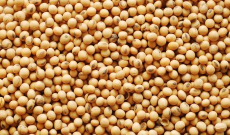 Una bona quantitat de soja