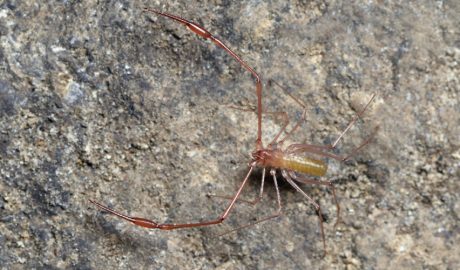 Un exemplar de Troglobisium racovitzai