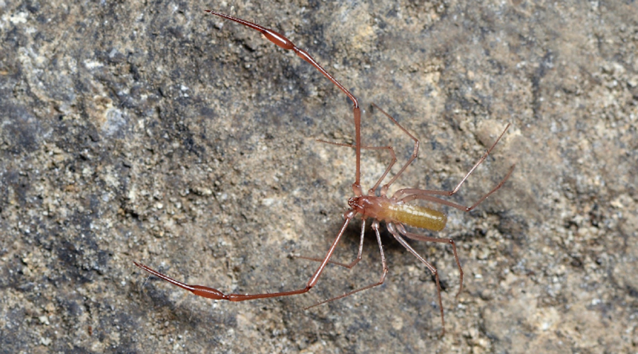 Un exemplar de Troglobisium racovitzai (Gencat.cat)