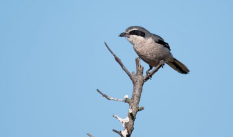 Un exemplar de botxí meridional