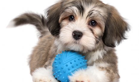 Els gossos s'han d'acostumar a que no enyorin la mare