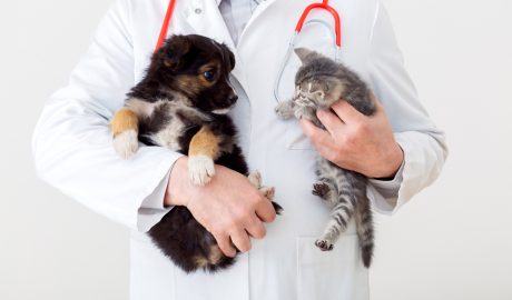 Un cadell de gos i un gat petit