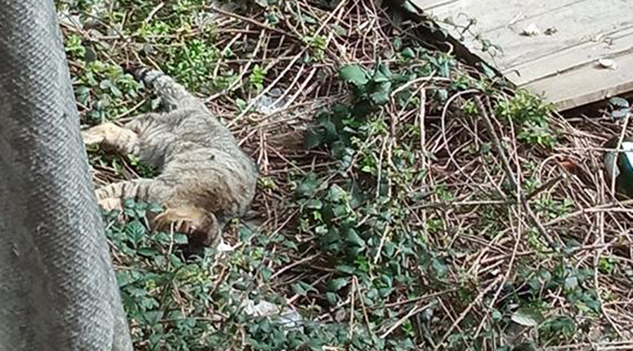 Imatge difosa per FAADA sobre el presumpte abandonament d'una colònia de gats a la Seu d'Urgell