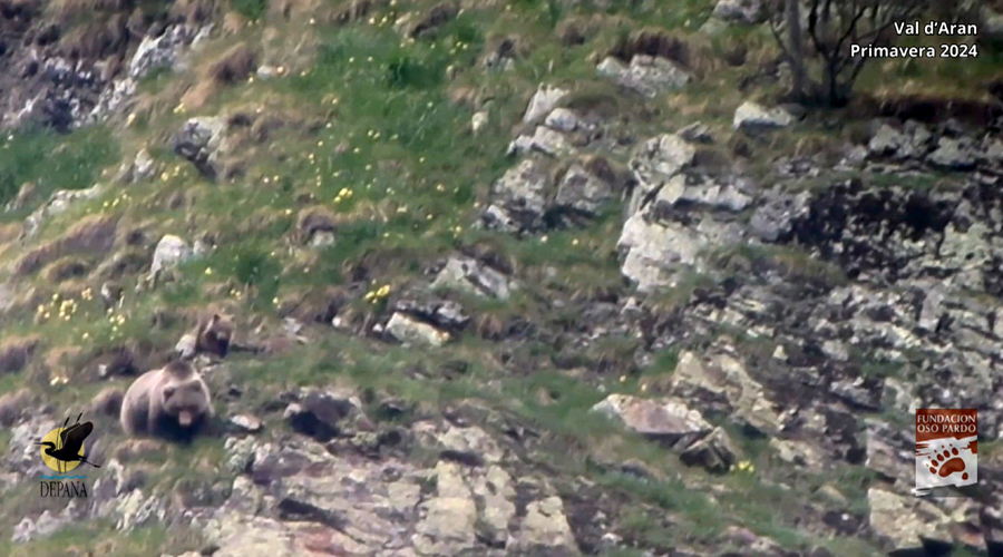 S'han detectat nous cadells d'os a l'Aran