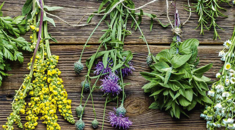 Sortida per a conèixer les plantes del circuit botànic de les Pardines (AR+I)