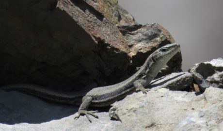 La sargantana aranesa, una espècie en perill d'extinció (Gencat.cat)