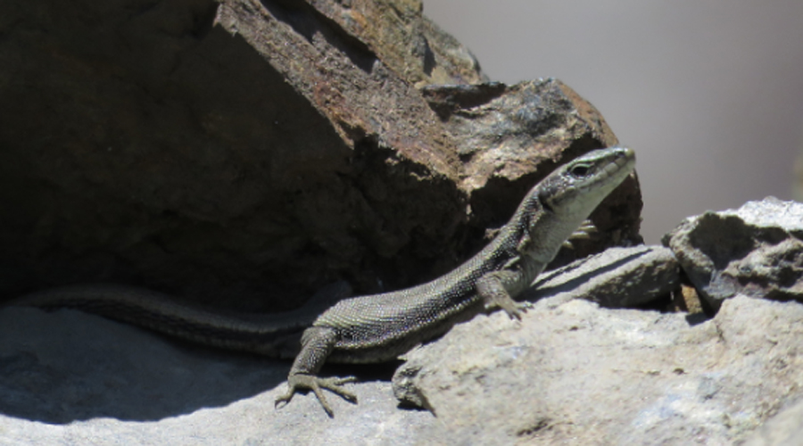 La sargantana aranesa, una espècie en perill d'extinció (Gencat.cat)